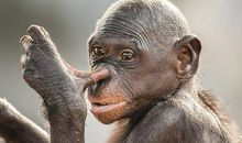 动物动作的句子