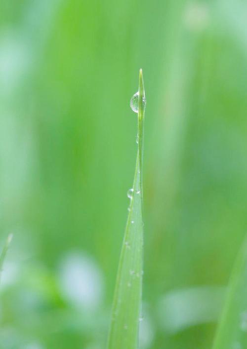 漂亮的句子描述露珠