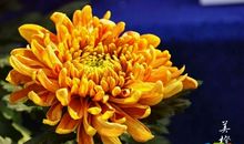 描写菊花形状的句子