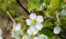 描写梨花的优美句子