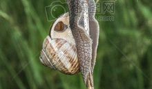 蜗牛的经典句子