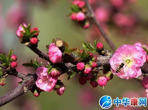 关于春天的花朵的诗