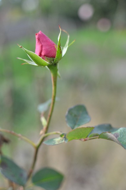 关于spring的歌词