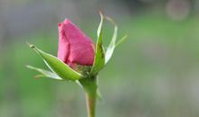 关于春天的抒情句子