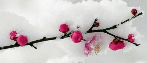 描述梅花的名言