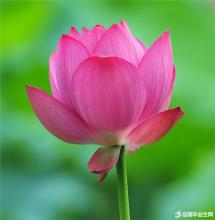 漂亮的句子描述花朵