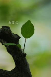 描述初夏的单词