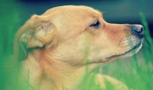 描写狗的经典句子