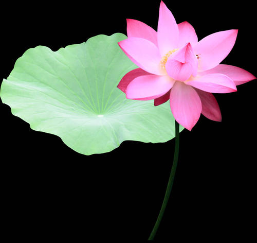 描写荷叶的古诗