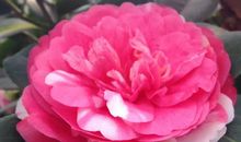 描写茶花的优美句子