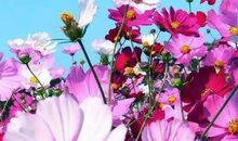 关于花的励志句子