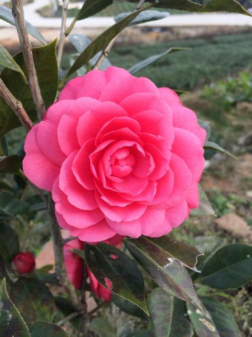 关于描述山茶的句子