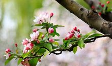 描写春天春风的句子