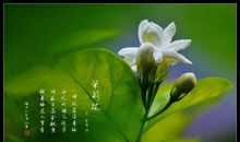 描写桃花的诗句古诗