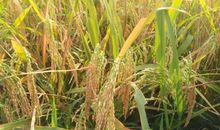 金黄的稻子比喻句