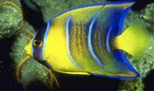 鱼外形的比喻句