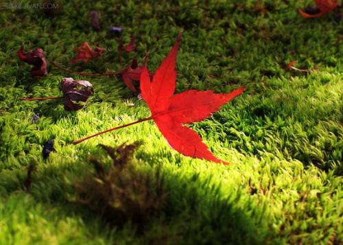 亲人的告别问候