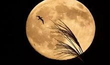 描写圆月的比喻句