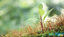 桃花优美的比喻句