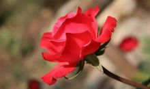 晚上好的句子朋友圈