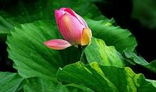 亭亭玉立造句大全