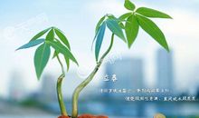 有关立春的谚语