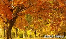 蚍蜉撼大树歇后语