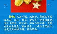 关于杨桃的比喻句