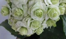 有一句养花的谚语