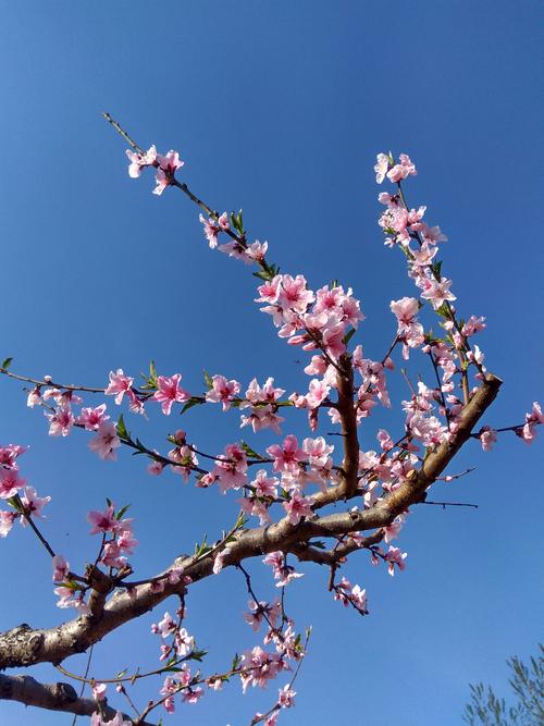 桃花是什么样的隐喻