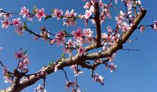 桃花像什么比喻句