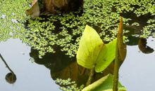 关于荷塘的比喻句