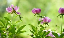 赞美黄河的比喻句