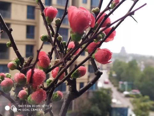 28种关于种花的谚语