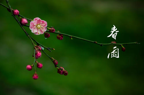 描述美丽春天的句子