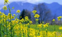 关于花的英文谚语