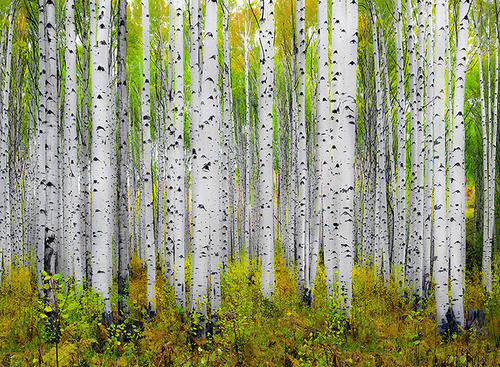 描述杨树的好句子