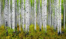 描写白杨树的好句