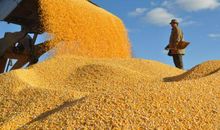 有关稻谷的比喻句