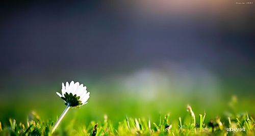 描述春天风景的句子