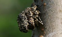 关于屎壳郎歇后语