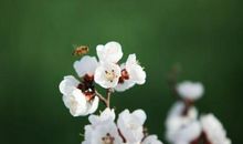 春天催人奋进的诗句