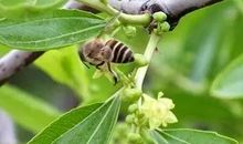 有关枣树的歇后语