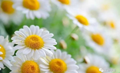 理解是一个平行的句子