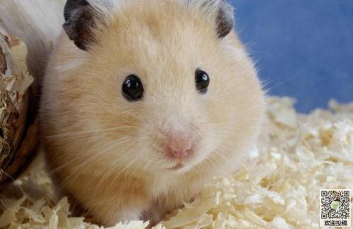 描述仓鼠的比喻