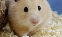 描写仓鼠的比喻句