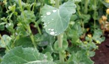 关于春雨的谚语