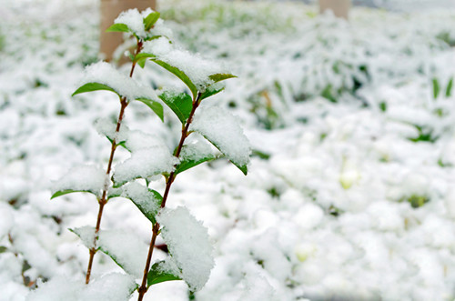 关于雪和农作物的谚语