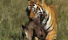 与虎相关的谚语