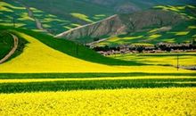 形容油菜花比喻句